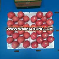 Chinese Fuji Apple Supplier